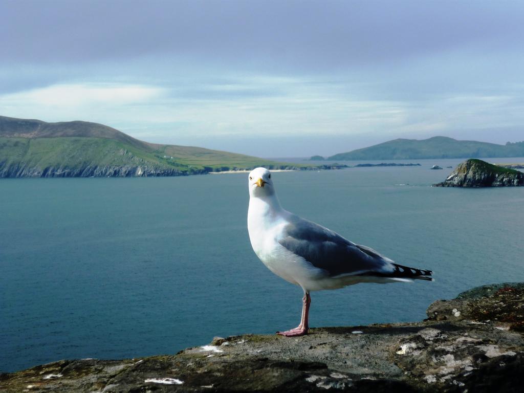 Cill Bhreac House B&B Dingle Esterno foto